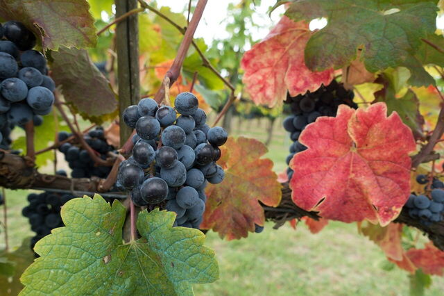 Ein Weinberg