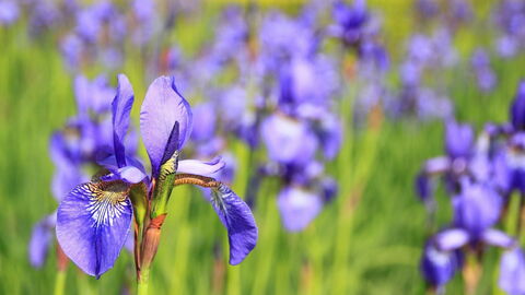 Iris