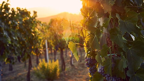 Weinreben in der Toskana