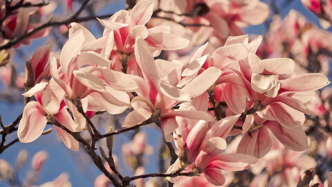 Magnolien