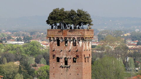 Garten vom Torre Guinigi, Lucca