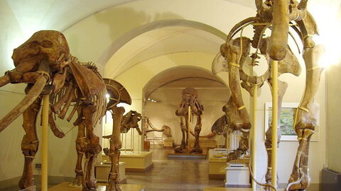 Naturkundemuseum, Florenz