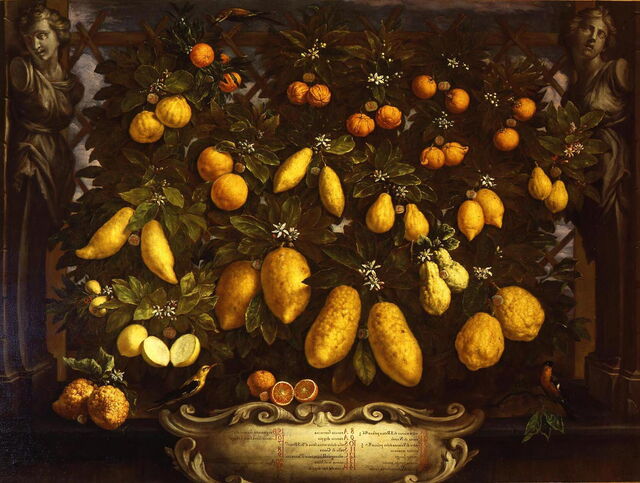 Bartolomeo Bimbi, Melangoli, Cedri e Limoni, 1715
