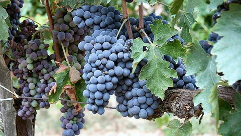 Sangiovese Weintrauben, für die Herstellung des Brunello di Montalcino
