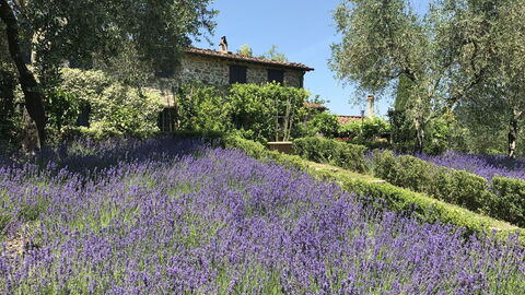Macennere