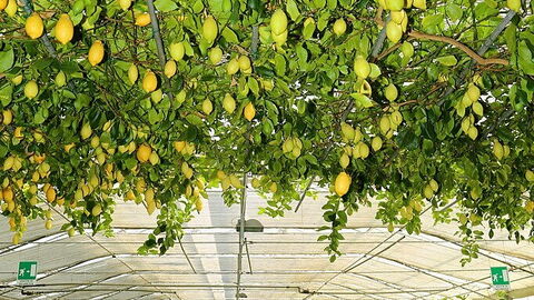 Hesperidarium Il Giardino degli Agrumi