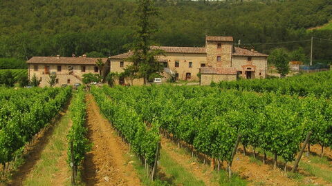 Weinberg in Chianti