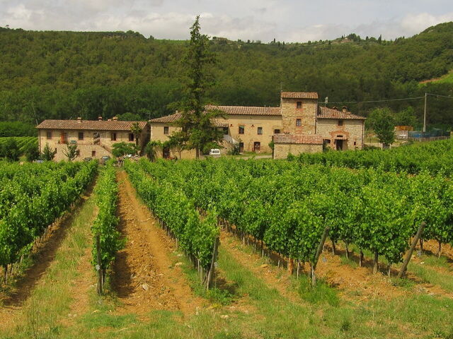 Weinberg in Chianti