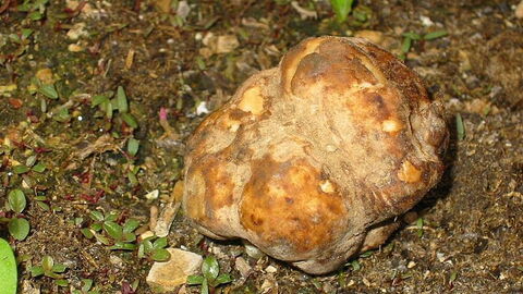 Anbau von weißem Trüffel