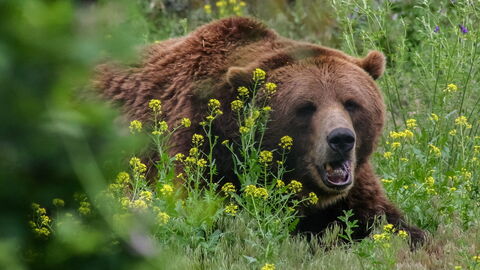 Braunbär