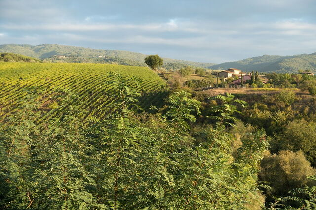 Weinberge, Chianti