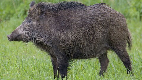 Europäisches Wildschwein