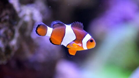 Clownfisch