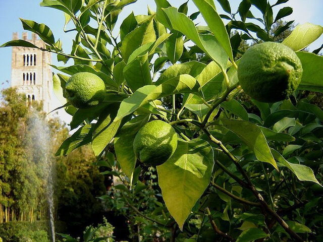Zitronen im Garten des Palazzo Pfanner