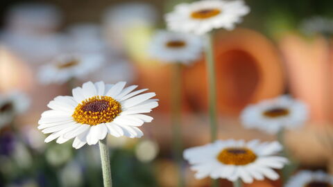 Gänseblümchen