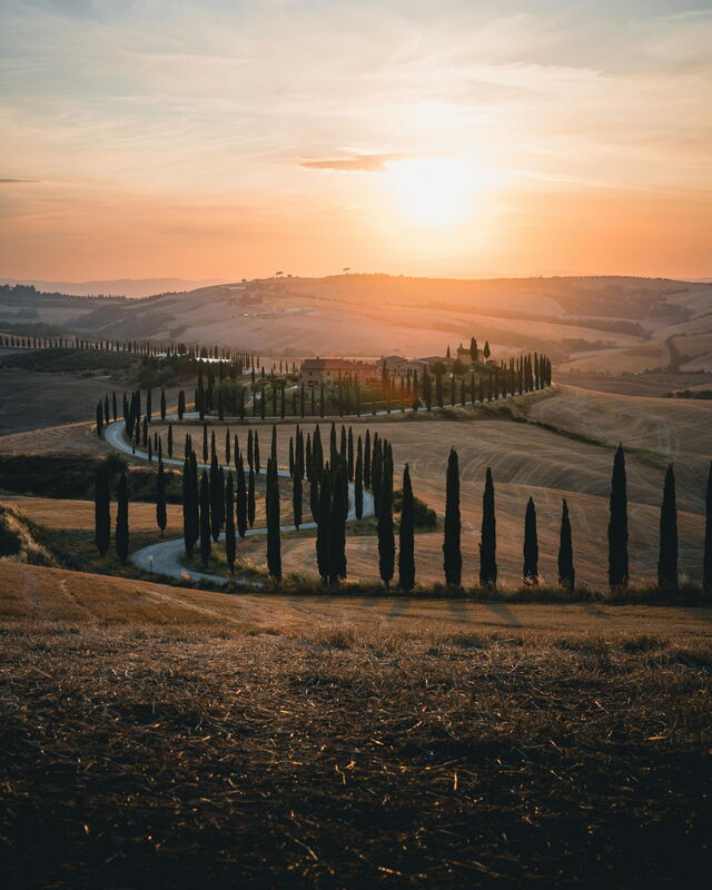 Zypressenbäume im Val D'Orcia