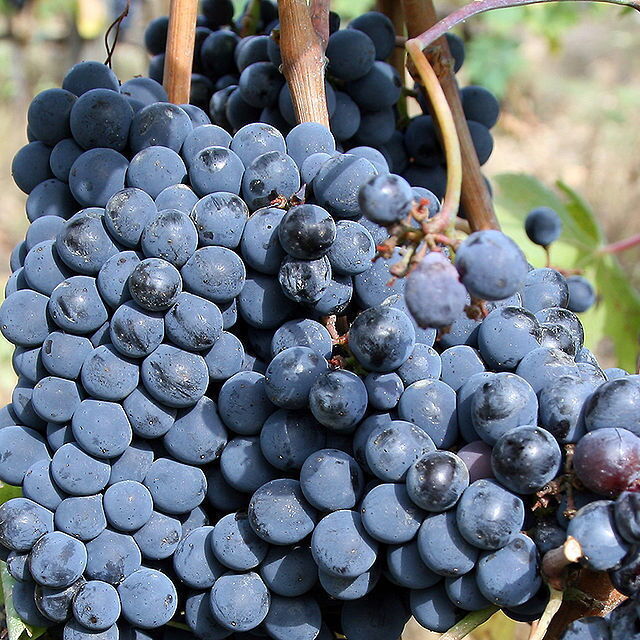 Chianti Weintrauben