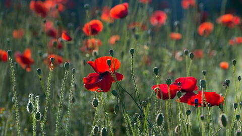 Mohnblumen