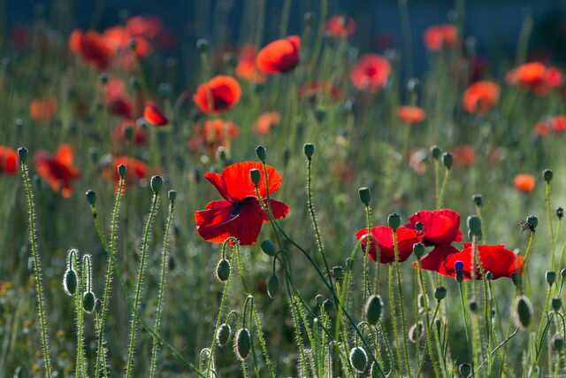 Mohnblumen