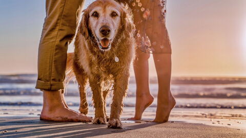 Ein Hund & seine Menschen am Strand