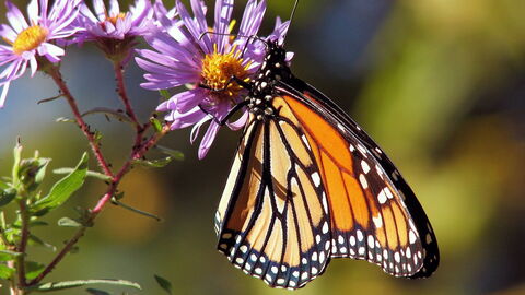 Schmetterling