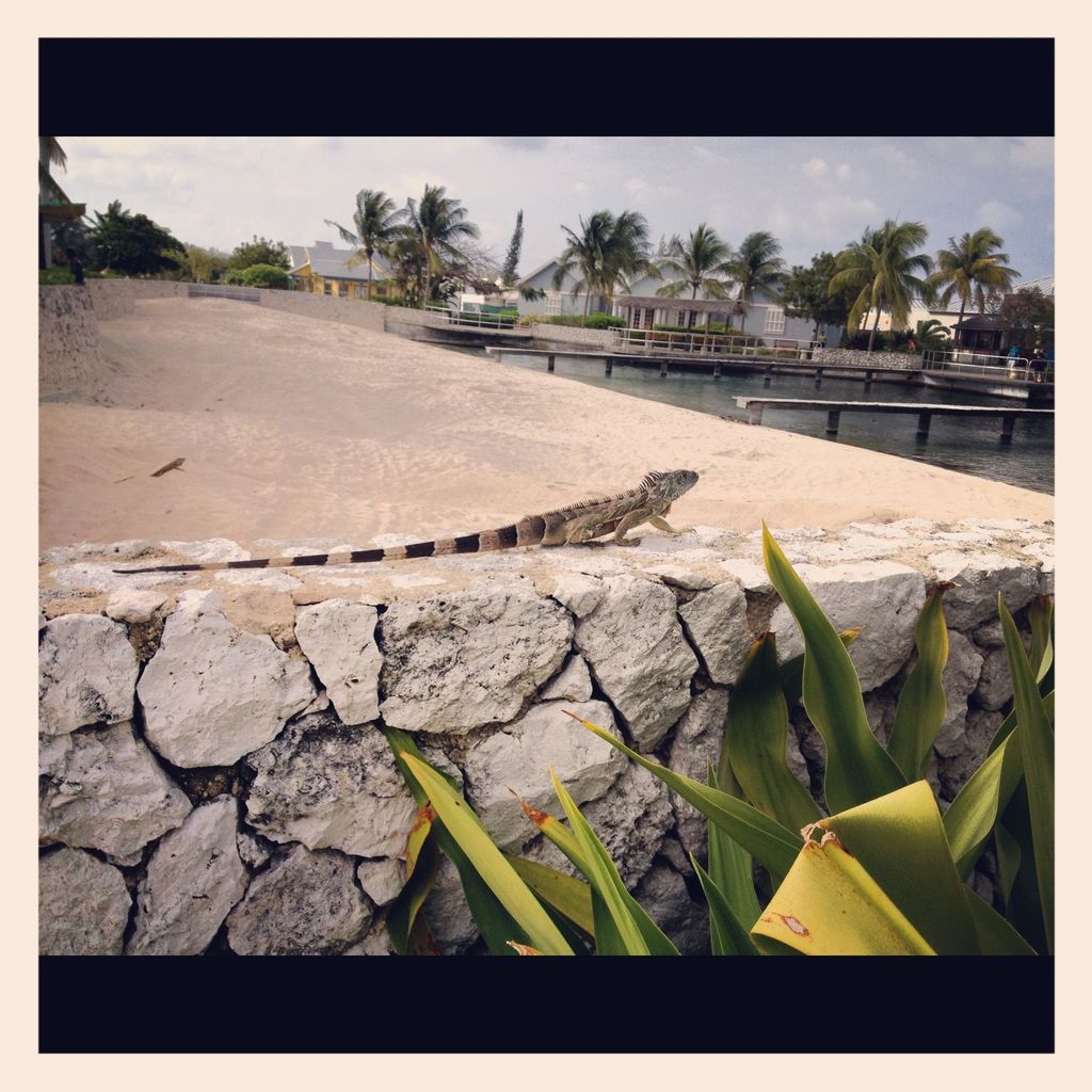 Iguana In Cayman Islands