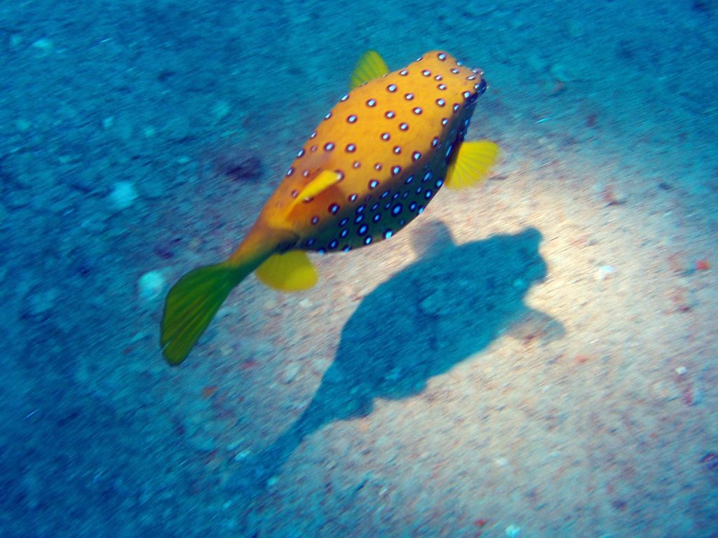 il pesce scatola