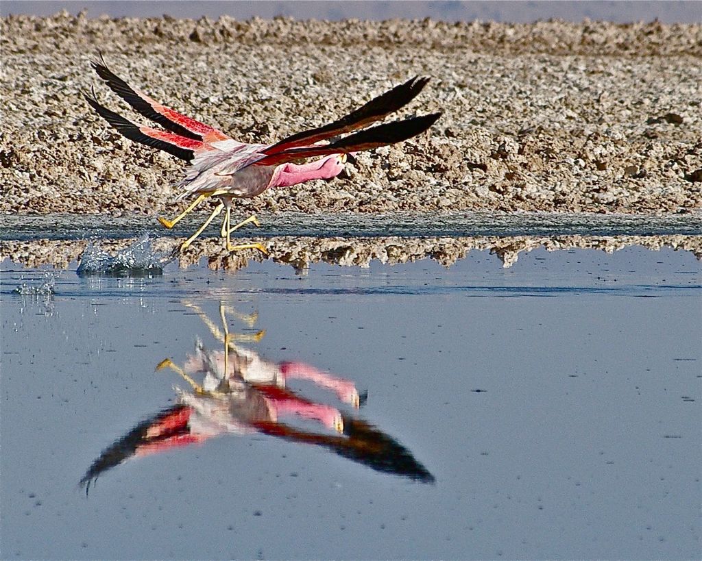Flying Flamingoes in the Chilean Salt Flats