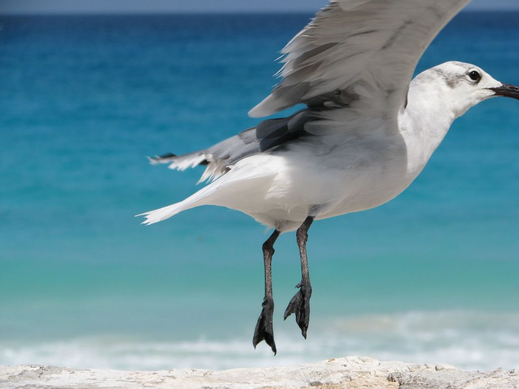 Bird 1