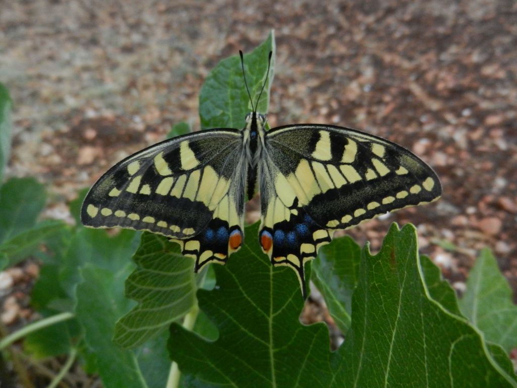 la farfalla
