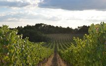 Bild vorgelegt von den Gästen von Podere Il Doccio 