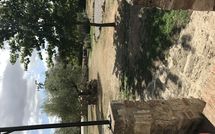 Bild vorgelegt von den Gästen von Pieve di Sant Ippolito 