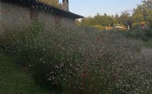 Bild vorgelegt von den Gästen von La Casetta nel Bosco 