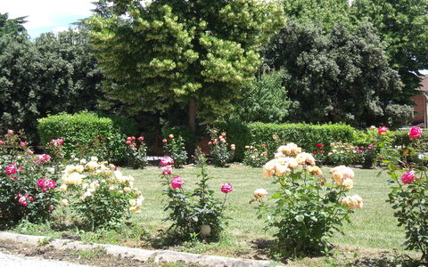 Villa Rocchi: Garten, Blume, Botanischer Garten, Strauch, Pflanze, Gartenrosen, Rose Family, Rose, Botanik, Baum