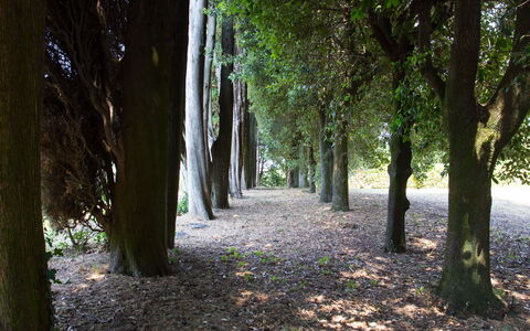Villa Rocchi: Baum, Natur, Wald, Vegetation, Natürlichen Umgebung, Blatt, Wald, Grün, Naturschutzgebiet, Hain