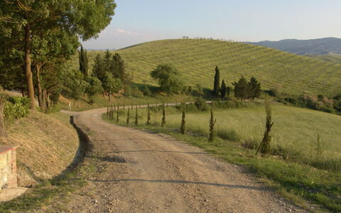 Agriturismo Il Gattero: Strasse, Natürliche Landschaft, Baum, Ländliches Gebiet, Durchgangsstrasse, Weg, Fahrbahn, Hügel, Infrastruktur