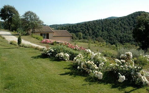 Villa Di Seripa: Grundstueck, Eigentum, Garten, Pflanze, Gras, Pflanzengemeinschaft, Strauch, Baum, Ländliches Gebiet, Rasen