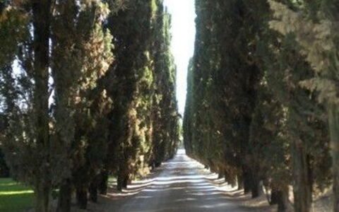 Borgo Santinovo: Baum, Strasse, Durchgangsstrasse, Fahrbahn, Licht, Gehölz, Biome, Pflanze, Hain