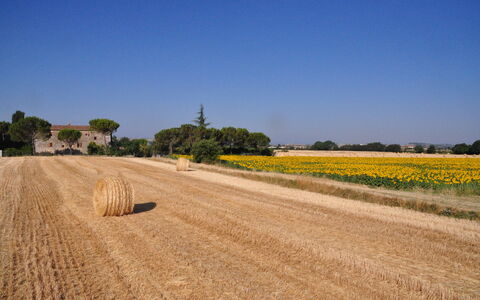 Agriturismo Il Molinello: Feld, Strasse, Gelb, Himmel, Graspflanze, Ländliches Gebiet, Einfach