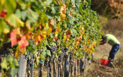 Villa Leopoldina: Pflanze, Essen, Obst, Landwirtschaft, Natural Foods, Baum