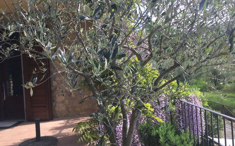 Casa Alla Minuccia Di Villa a Sesta: Baum, Pflanze, Gehölz, Frühling, Blume, Ast, Strauch, Zweig, Haus