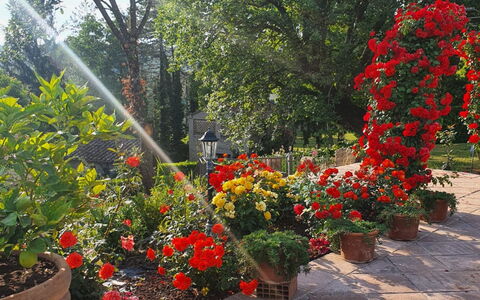 Torre del Cielo: Blume, Pflanze, Pflanzengemeinschaft, Blütenblatt, Blumentopf, Baum, Gras, Strauch, Ground, Blühende Pflanze