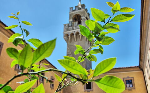 Montegufoni: Blatt, Blume, Pflanze, Baum, Ast, Blühende Pflanze, Anpassung, Zimmerpflanze