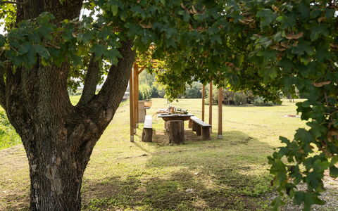 Incanto Toscano: Pflanze, Ast, Botanik, Schatten, Baum, Vegetation, Sonnenlicht, Biome, Gras, Natürliche Landschaft