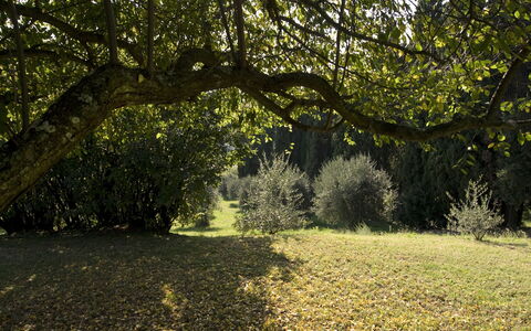 Villa Dorella Di Montaperti: Baum, Natürliche Landschaft, Natur, Sonnenlicht, Vegetation, Natürlichen Umgebung, Gras, Blatt, Ast, Licht
