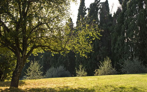Villa Dorella Di Montaperti: Baum, Natürliche Landschaft, Natur, Grün, Vegetation, Gras, Natürlichen Umgebung, Himmel, Sonnenlicht, Licht