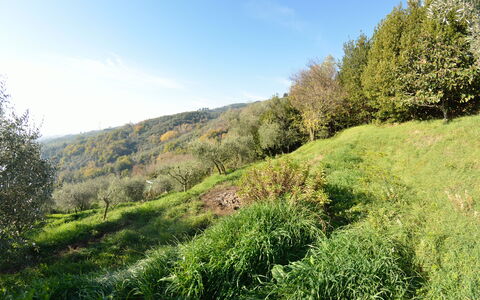 La Cipressa: Natürliche Landschaft, Vegetation, Natur, Grün, Natürlichen Umgebung, Gras, Baum, Wildnis, Naturschutzgebiet, Blatt