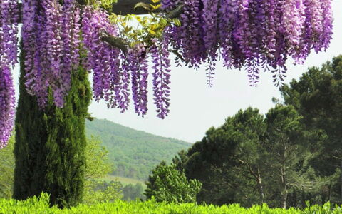 Villa Felciai: Blume, Lavendel, Pflanze, Lila, Violett, Frühling, Botanik, Baum, Lupine, Wisteria