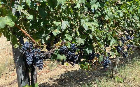 La Corte Di Campalli: Pflanze, Obst, Essen, Strauch, Baum, Ground