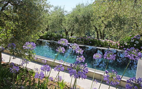 Macennere: Natur, Garten, Lavendel, Blume, Lila, Natürliche Landschaft, Pflanze, Botanik, Frühling, Baum